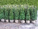Taxus baccata
